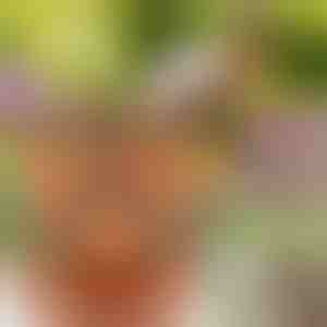 Reguliuojamo aukščio gėlių vazonai (3x vnt.) | PLANTUP