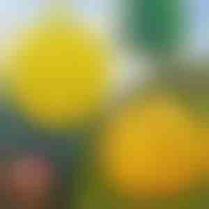 6 vnt. pakabinami musių gaudyklės | BUGIORB